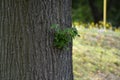 the outgrowth of a new branch on a linden trunk Royalty Free Stock Photo