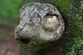 Outgrowth from the Tree Trunk as a Monkey Head Royalty Free Stock Photo