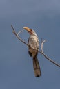 Outhern yellow-billed hornbill, Tockus leucomelas, on a branch, Namibia Royalty Free Stock Photo