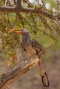 Outhern yellow-billed hornbill, Tockus leucomelas, on a branch, Namibia Royalty Free Stock Photo
