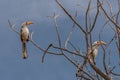 Outhern yellow-billed hornbill, Tockus leucomelas, on a branch, Namibia Royalty Free Stock Photo