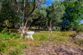 Outhouse toilet concept, bowl is placed in the forest above seas Royalty Free Stock Photo