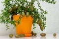 Outlandish potted citrus plant Australian finger lime with burgundy fruits. Indoor tree growing. Microcitrus Australasica plant