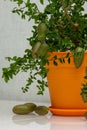 Outlandish potted citrus plant Australian finger lime with burgundy fruits. Indoor tree growing. Microcitrus Australasica plant