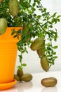 Outlandish potted citrus plant Australian finger lime with burgundy fruits. Indoor tree growing. Microcitrus Australasica plant