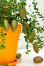 Outlandish potted citrus plant Australian finger lime with burgundy fruits. Indoor tree growing. Microcitrus Australasica plant