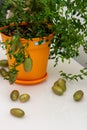 Outlandish potted citrus plant Australian finger lime with burgundy fruits. Indoor tree growing. Microcitrus Australasica plant