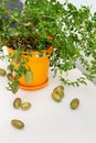 Outlandish potted citrus plant Australian finger lime with burgundy fruits. Indoor tree growing. Microcitrus Australasica plant