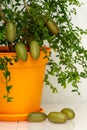 Outlandish potted citrus plant Australian finger lime with burgundy fruits. Indoor tree growing. Microcitrus Australasica plant