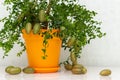 Outlandish potted citrus plant Australian finger lime with burgundy fruits. Indoor tree growing. Microcitrus Australasica plant