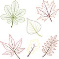 outline autumn maple grape oak rowan birch tree chestnut leaves