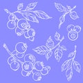 Outline berries. Vector illustration. Isolated branches and leaves