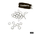 Outline berry, cranberry sketch
