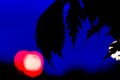 The outline of a black palm tree against a navy blue sky with lights at the back Royalty Free Stock Photo