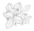 Outline black and white strawberry bush with flowers, leaves and berries. Hand drawn graphic ink sketch illustration for coloring Royalty Free Stock Photo
