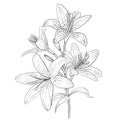 Outline of blooming lily. Hand drawn lilies flower Vector illustration