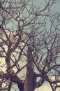 The outline of the branches of a dry dead tree against a blue sky