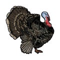 outline cartoon turkey isolated on white background