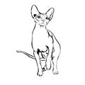 Outline cat sphynx vector illustration.