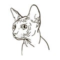 Outline cat sphynx vector illustration.