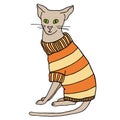 Outline cat in sweater sitting. Hand drawn cartoon colored contour vector illustration. Cute bold kitten in warm clothes for