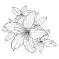 Outline decorative Rhododendron flower and leaves. Coloring book vector illustration. Botanical hand drawn black and Royalty Free Stock Photo