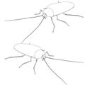 The outline of a detailed cockroach. Isometric view. Cockroach isolated on white background. Vector illustration