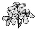 Outline drawing of three inflorescences of a medicinal St. John`s wort flower