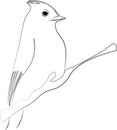 Outline drawing of titmouse sitting on branch with white background