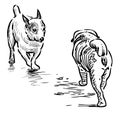 Outline drawing of two lap dogs meeting on a walk Royalty Free Stock Photo