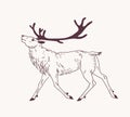 Outline drawing of walking male deer, reindeer, hart or stag with gorgeous antlers. Graceful wild animal hand drawn with