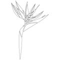 The outline of the flower Strelitzia anti-stress coloring, drawn by various lines in a flat style. Tropical paradise flower