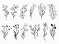 Outline flowers vector set black silhouette plants