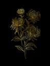 Outline gold chrysanthemum flowers, hand drawn floral illustration isolated Royalty Free Stock Photo