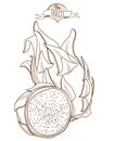 Outline hand drawn dragonfruit (flat style, thin line). Single d