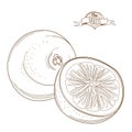 Outline hand drawn grapefruit or orange (flat style, thin line). Single grapefruit , part of grapefruit , isolated