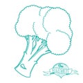 Outline hand drawn sketch of broccoli (flat style, thin line)