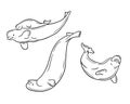 Outline hand drawn sketchy drawings of belugas