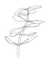 Outline of herb. Crassula. Hand drawn plant. Sketch vector illustration.