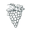 Outline icon of bunches in grapes with leaves