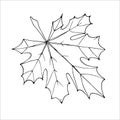 Outline maple leaf for the design of autumn products