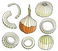 Outline onion vector illustration set. Hand drawn colored bulb, rings and slices of onion. Fresh ingredients drawing