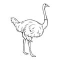 Outline ostrich icon