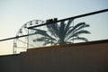 The outline of a palm tree behind a glass fence against the background of a ferris wheel on a summer morning Royalty Free Stock Photo