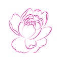 Outline peony flower, isolated on white background. Pink and white botanical peonies line drawing. Vector cartoon