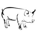 Outline pig vector illustration.