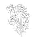 Outline print with blossoms peony flower, pansy bouquet leaves, and buds, peony flower tattoo drawing. peony botanical vector. Royalty Free Stock Photo