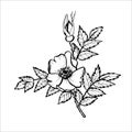 Outline of a rosehip branch for the design of autumn products