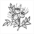 Outline of a rosehip branch for the design of autumn products