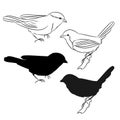 The outline and of the silhouette of the birds Set of four vector